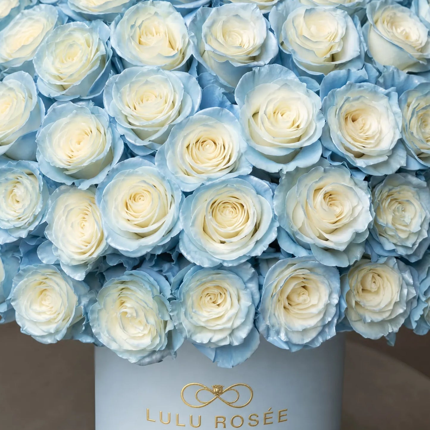 LULU ROSÉE Grande Superdome Ice Blue Gradient Preserved Rose Box close up, detailed view of gradient ice blue preserved rose blooms inside light blue round gift box