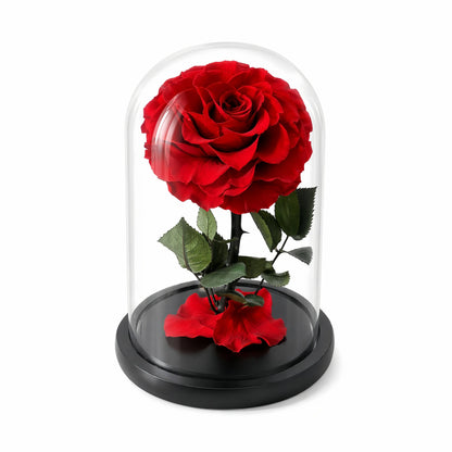 LULU ROSÉE Beauty and the Beast Red Rose Dome with Green Leaves, Everlasting Rose in Glass Case on a white background