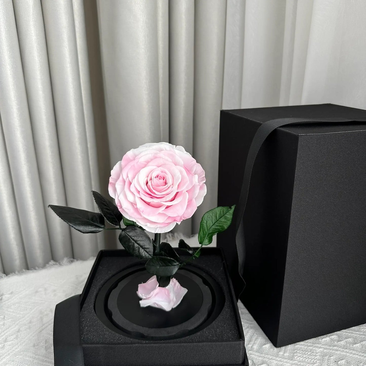 LULU ROSÉE little prince rose pink rose on white background