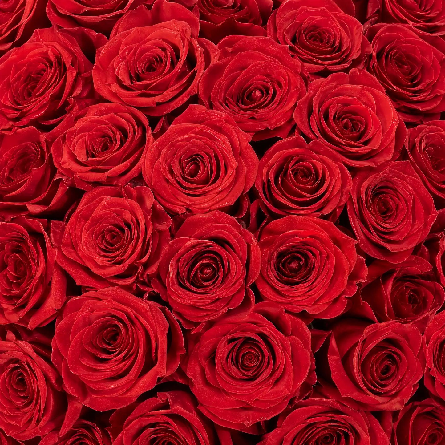 Moyenne Long Stem 12 Rose Bouquet